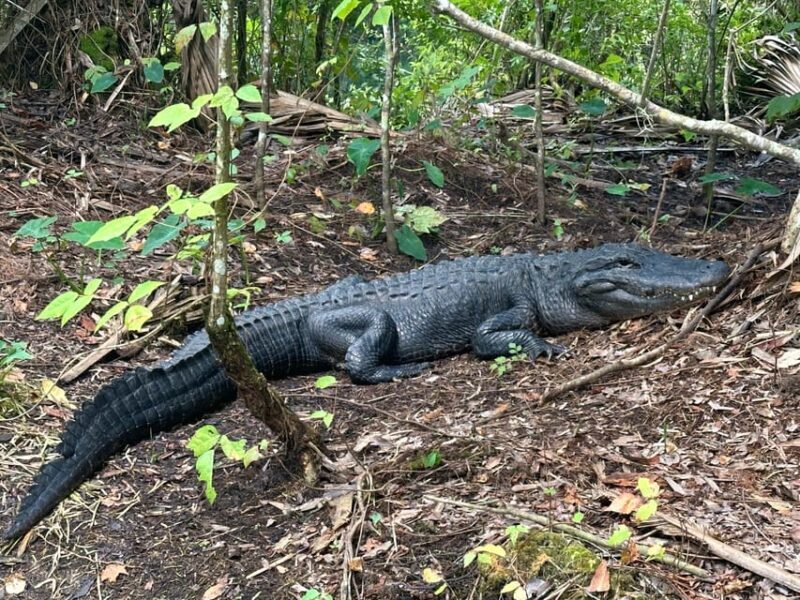 Silver Springs: Guided Clear Kayak or Paddleboard Gator Tour - Final Thoughts