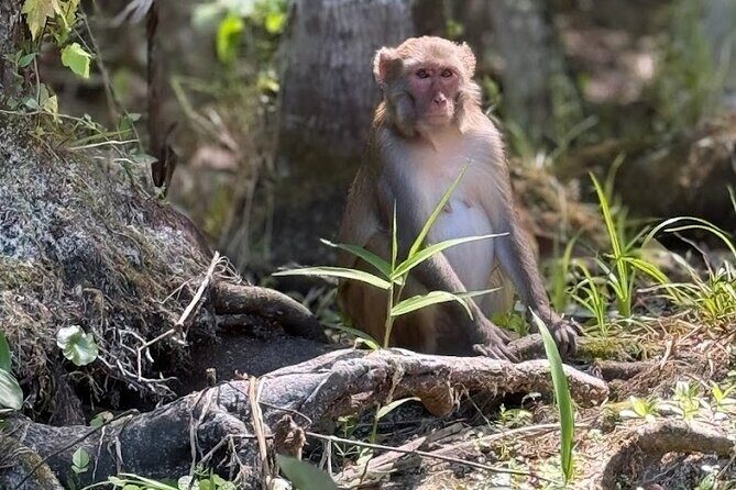 Silver Springs Jungle Kayaking and Paddleboarding - Final Thoughts: Is This Tour Right for You?