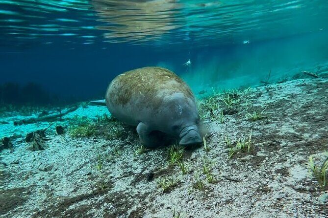 Silver Springs Jungle Kayaking and Paddleboarding - FAQs