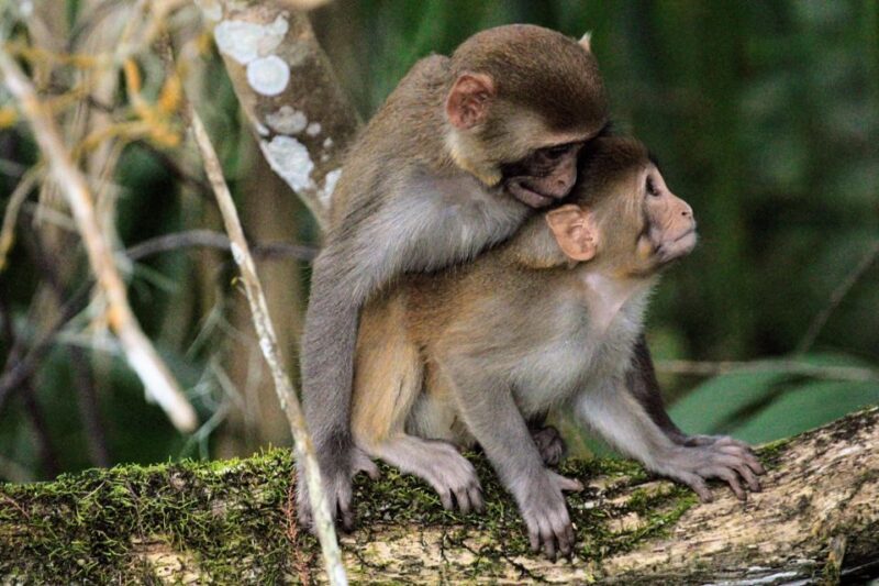 Silver Springs Manatee Kayaking Tour - FAQ