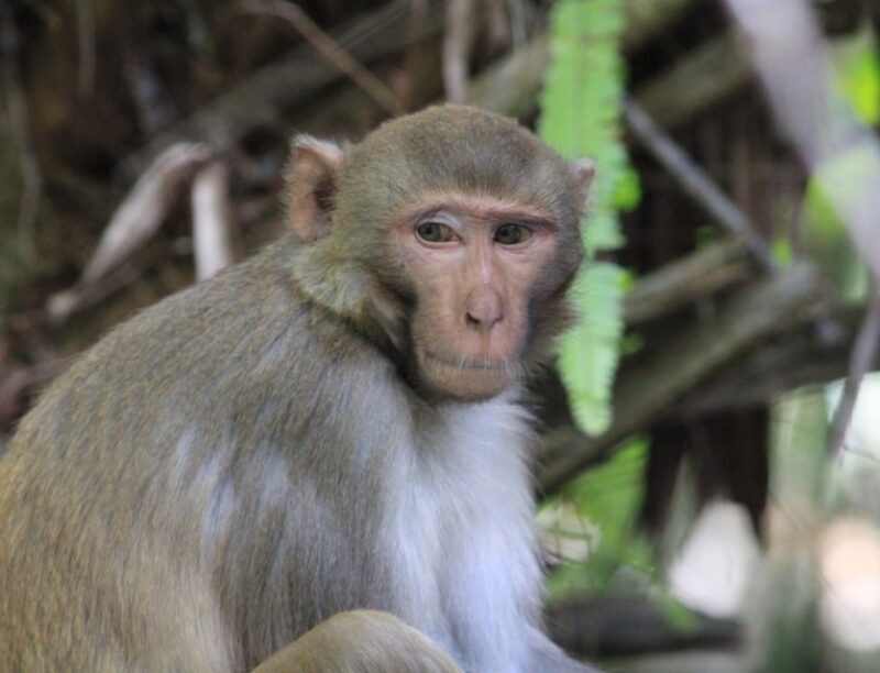 Silver Springs: Manatees and Monkeys Clear Kayak Guided Tour - The Realities Behind the Experience