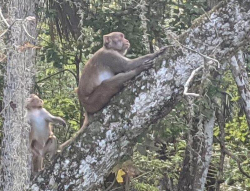 Silver Springs: Manatees and Monkeys Clear Kayak Guided Tour - Who Would Love This Tour?