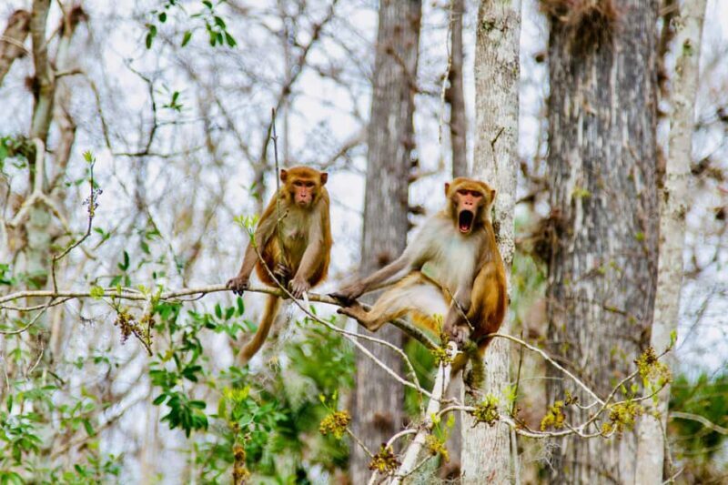 Silver Springs: Manatees, Monkeys, and Natural Spring Tour - An In-Depth Look at the Silver Springs Experience