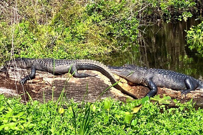 Silver Springs Premium Florida Wildlife Experience! - Key Points