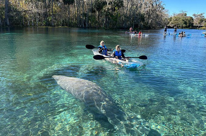 Silver Springs Self Guided Clear Kayak Rentals - Wildlife and the Chance to See Animals