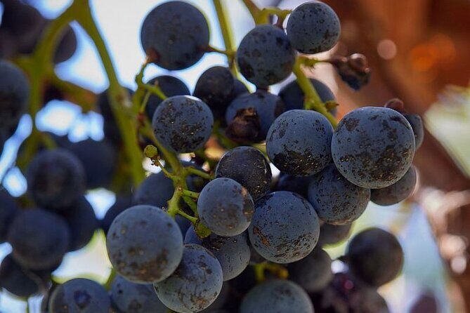 Simple Visit to Discover the Domaine d'Arton - FAQ