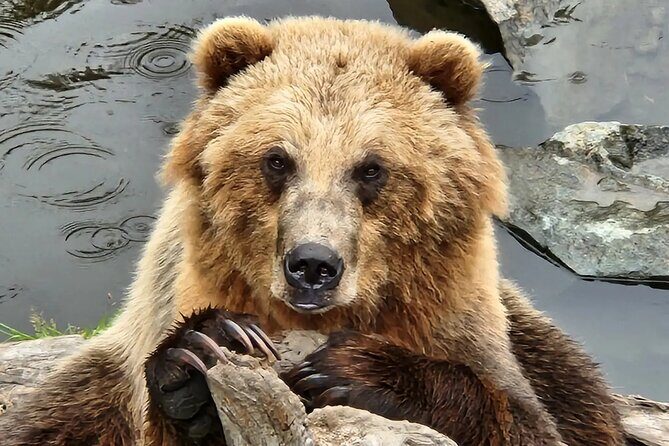 Simply Amazing Sitka Tour: Fortress of the Bear, Alaska Raptor, & Totems - FAQ