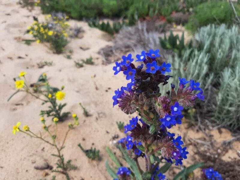 Sines: Private Guided Hike in the Costa Alentejana - Why This Tour Might Be Perfect for You