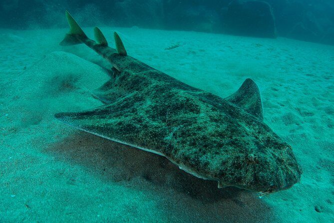 Single Dive for qualified divers from shore, region Puerto del Carmen. - The Overall Experience
