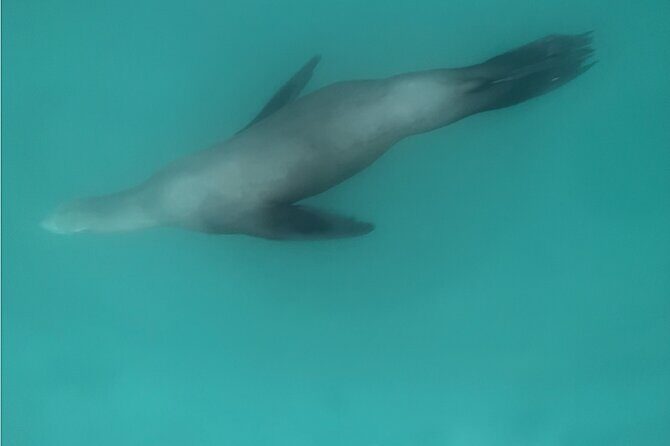 Single Kayak Rental in Mission Bay - Key Points