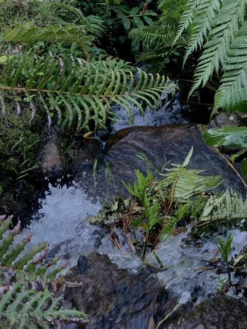 Sintra Highlights: Private Local Tour - Palaces & Views - Insights from Reviews