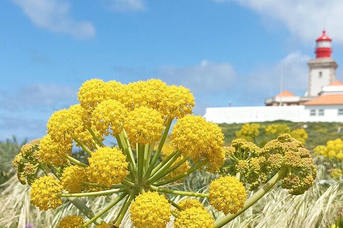 Sintra Tuk Tuk Tour. Mountain Monuments and Beaches - The Itinerary Breakdown: What You’ll See and Do