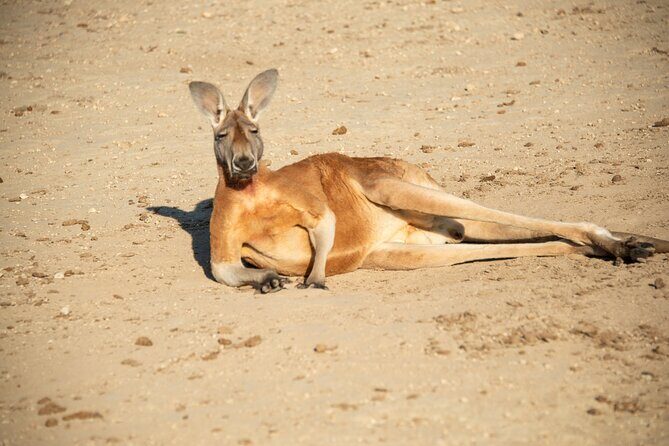 Sip and Animal Safari Experience in Fredericksburg - Key Points