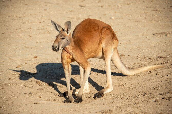 Sip and Animal Safari Experience in Fredericksburg - The Experience Itself: What to Expect