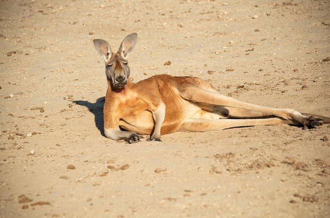 Sip and Animal Safari Experience in Fredericksburg - What Reviewers Say