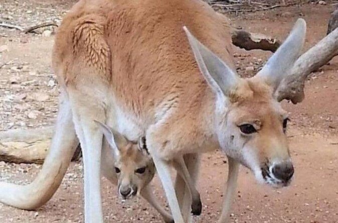 Sip and Animal Safari Experience in Fredericksburg - Who Should Consider This Tour?