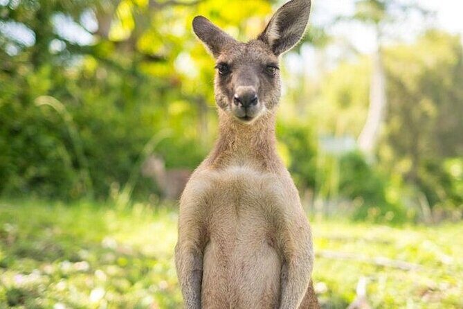 Sip and Animal Safari Experience in Fredericksburg - FAQ