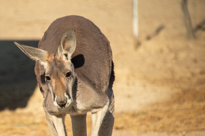 Sip and Animal Safari Experience in Fredericksburg - Final Thoughts