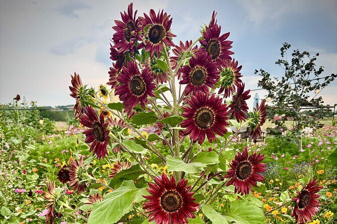 Sip Like a Local Private Wine Tours by Native Experts - What to Expect from the Sip Like a Local Private Wine Tour