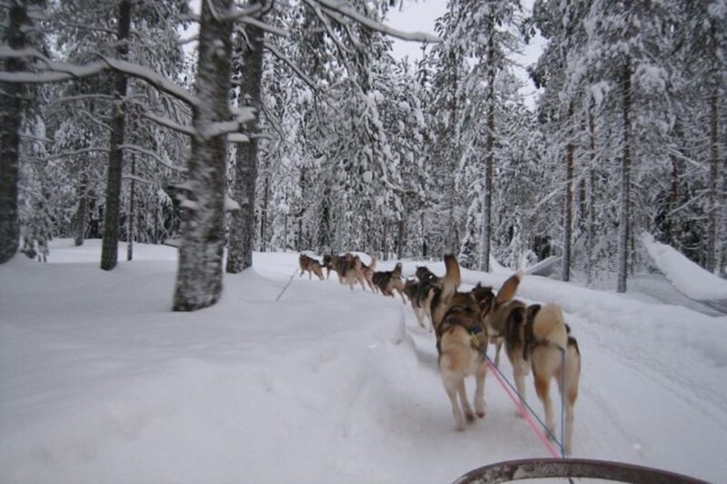 Sirkka: Husky Sled Ride in Levi - A Deep Dive into the Husky Sled Experience in Levi