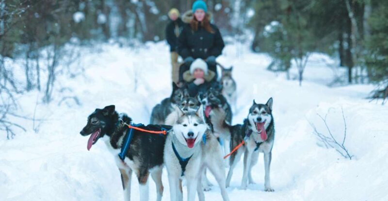 Sirkka: Husky Sled Ride in Levi - Who Will Love This Tour?