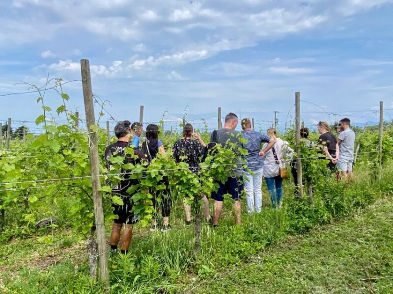 Sirmione: Vineyard Tour with Lugana Wines and Local Tastings - The Atmosphere and Group Size