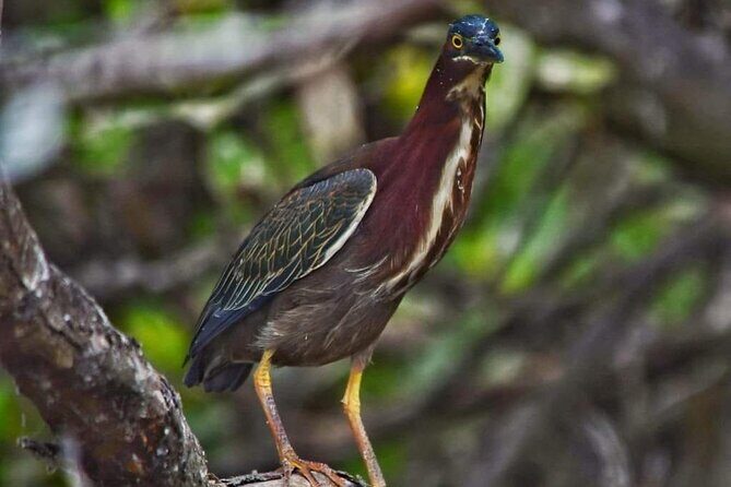 Sisal kayak through Mangroves & Bird watching from Merida - What the Reviews Say