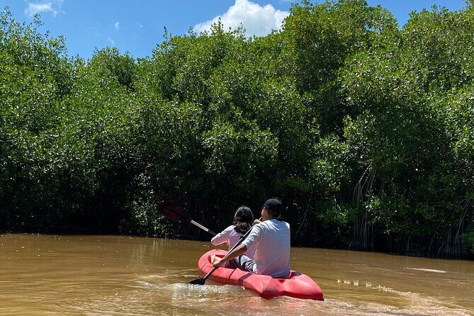 Sisal Mangrove and Beach Kayak Tour From Merida - Key Points