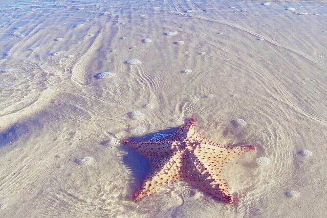 Sisal & Mangroves Kayak Tour from Merida - What’s Included & What You Should Budget For