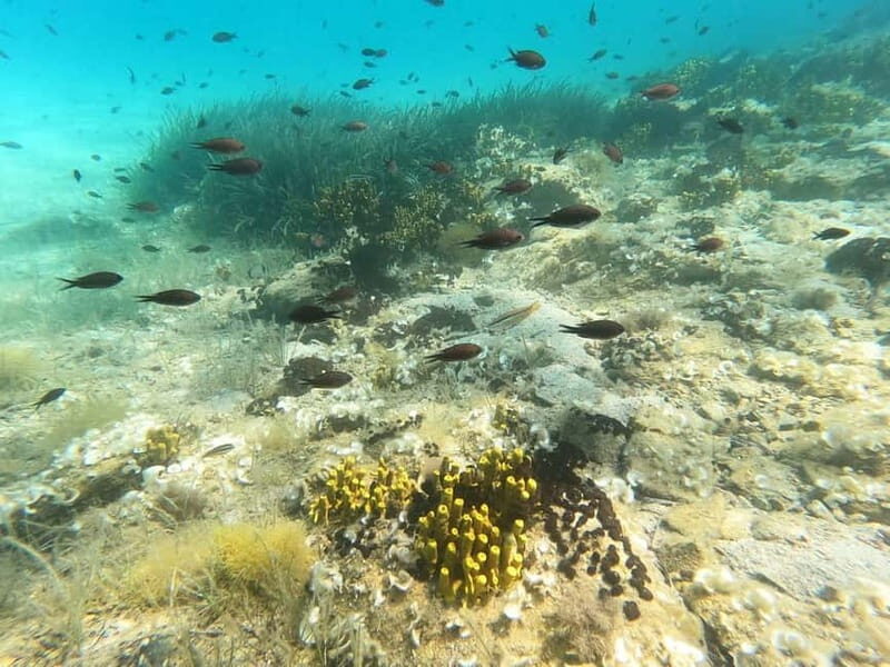 Sithonia: 1 Guided Shore Dive for Certified Divers - Key Points