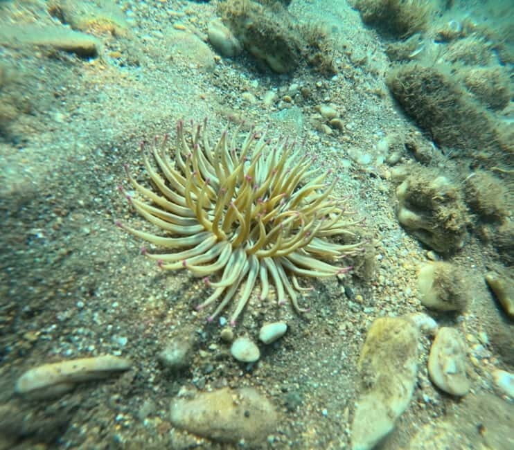 Sithonia: 1 Guided Shore Dive for Certified Divers - FAQ