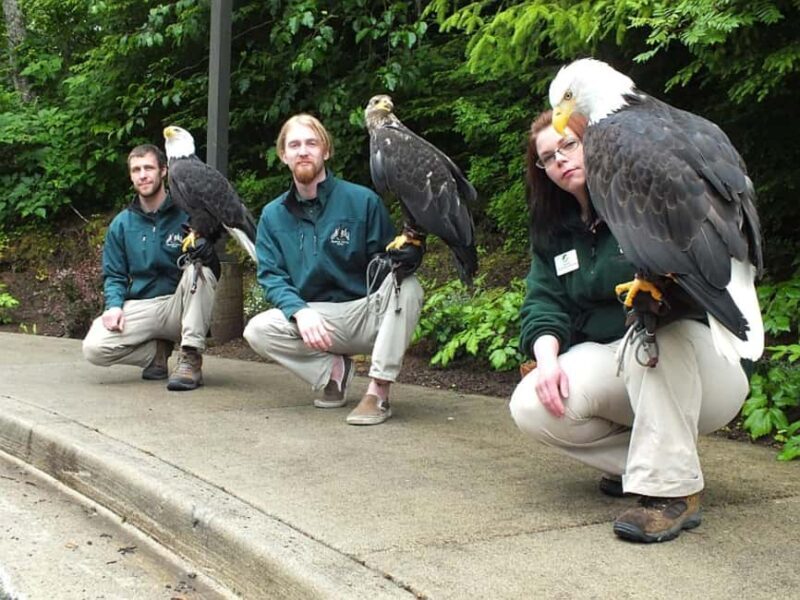 Sitka: Alaska Raptor Center Admission Ticket - Sitka: Alaska Raptor Center Admission Ticket – A Detailed Look