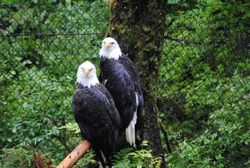 Sitka: Alaska Raptor Center Admission Ticket - Key Points
