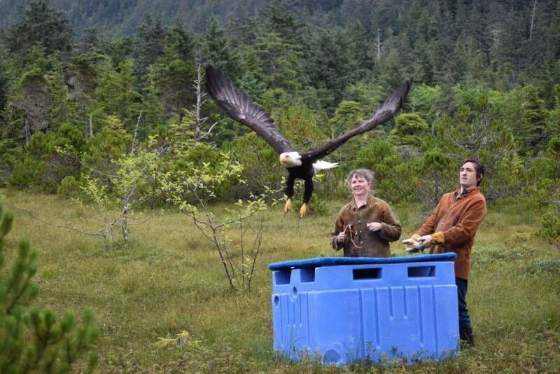 Sitka: Alaska Raptor Center Admission Ticket - The Birds of Prey You’ll See