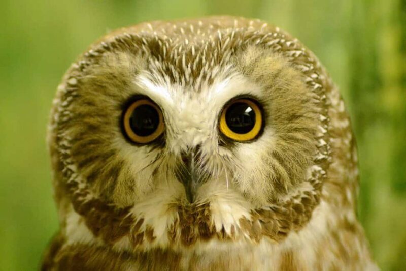 Sitka: Alaska Raptor Center Admission Ticket - Who Should Consider This Tour?