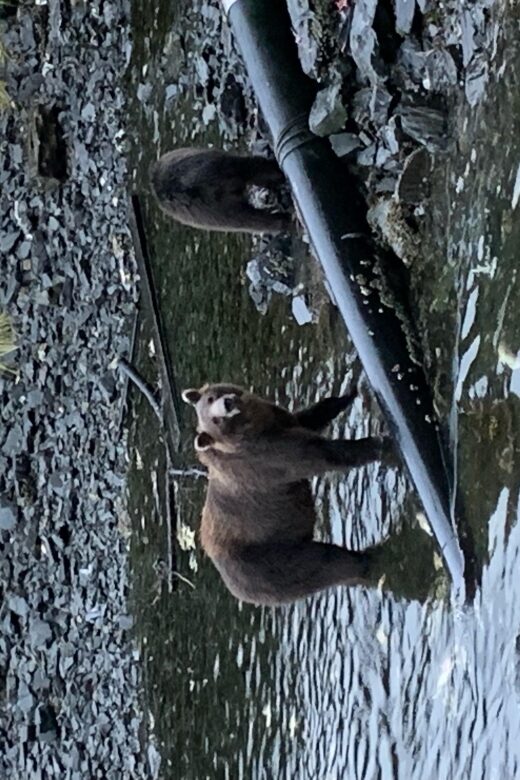Sitka Boat Tours: whale watching, hot springs, kayaking - An In-Depth Look at Sitka Boat Tours: What to Expect