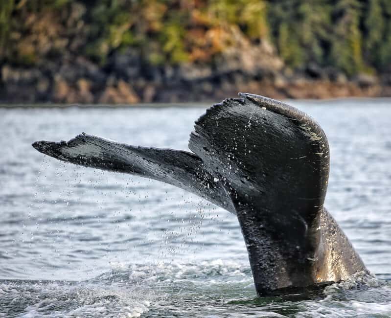 Sitka: Premiere Whale Watching and Wildlife Tour - What to Expect from the Sitka Wildlife Tour