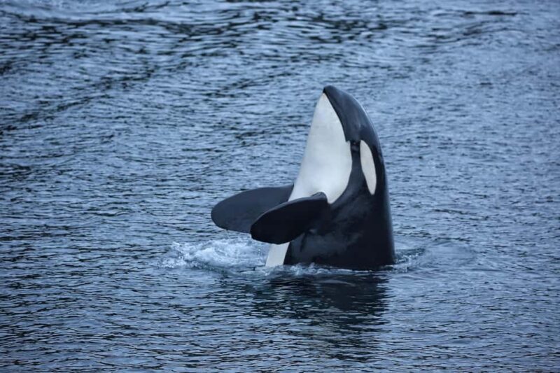 Sitka: Premiere Whale Watching and Wildlife Tour - The Experience in Detail