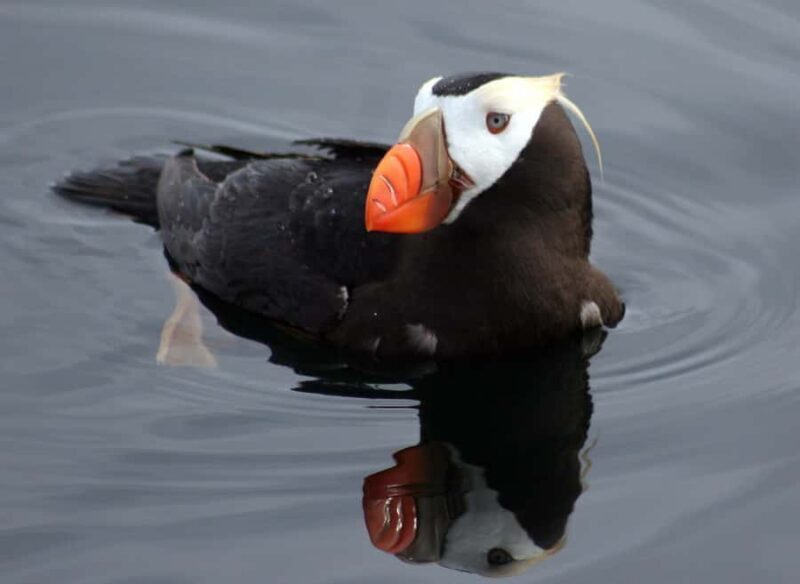 SITKA: PRIVATE WILDLIFE PHOTO-SAFARI & BEACHCOMBING CRUISE - Wildlife Highlights & Viewing Tips