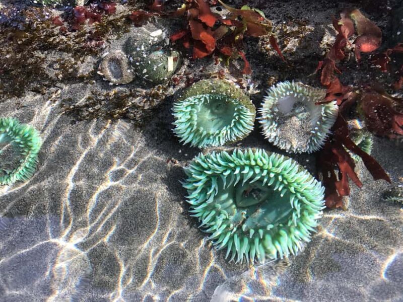 SITKA: PRIVATE WILDLIFE PHOTO-SAFARI & BEACHCOMBING CRUISE - The Shore Experience