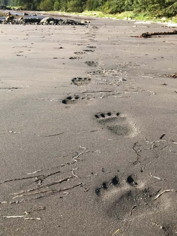 SITKA: PRIVATE WILDLIFE PHOTO-SAFARI & BEACHCOMBING CRUISE - FAQ