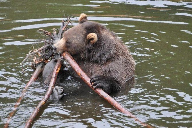 Sitka Shore Excursion: Bears, Raptor Center, & Totem Park Tour (Small Group) - What This Tour Offers: A Detailed Look