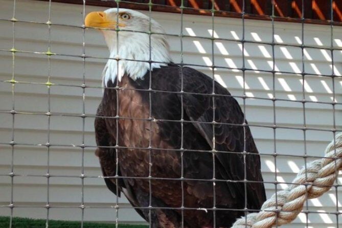 Sitka Shore Excursion: Bears, Raptor Center, & Totem Park Tour (Small Group) - Who Will Love This Tour?