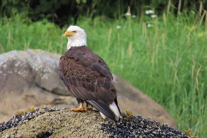 Sitka Whale Watch and Sea Otter Quest - An In-Depth Look at the Experience
