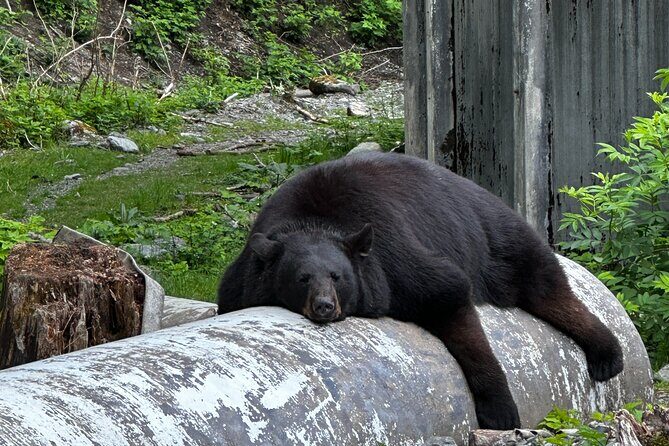 Sitka's Favorite Sites Private Land Tour for 6 (Meal option avail - The Experience: What’s Included and What’s Not