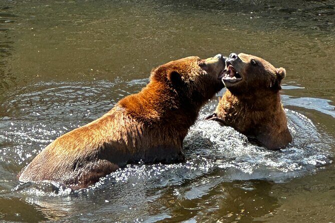 Sitka's Favorite Sites Private Land Tour for 6 (Meal option avail - Final Thoughts