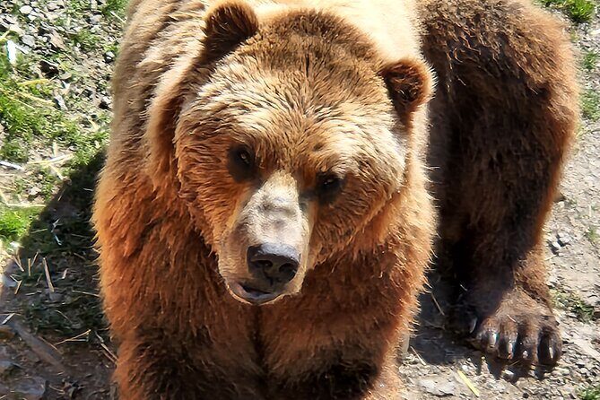 Sitka's only Private Simply Amazing Tour - FAQs