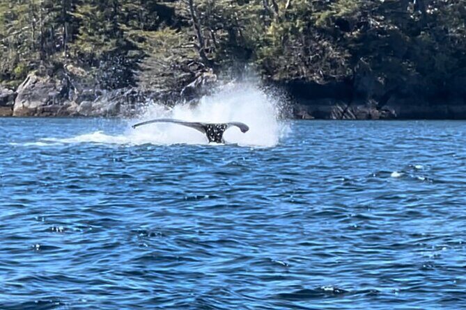 Sitkas Private Wildlife Whale Adventure for 6 w/Transportation - The Cost and Value