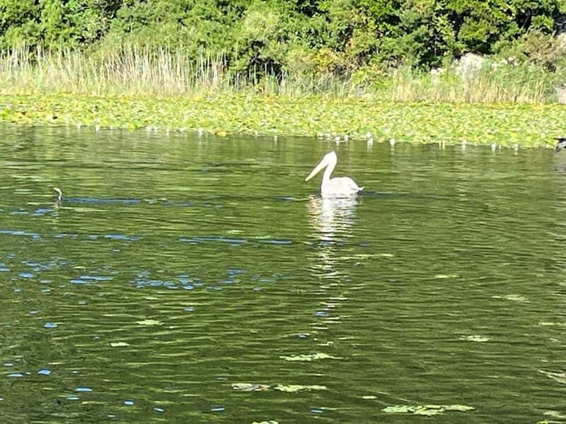 Skadar Lake kayak rent: A Journey Through Tranquility - Real Feedback from Participants
