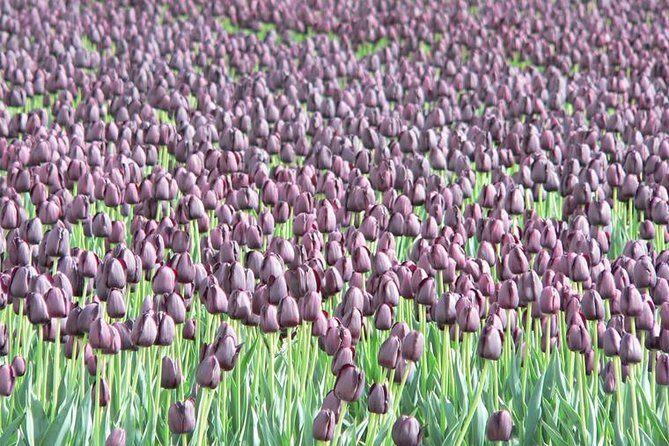 Skagit Valley Tulip Festival Day Tour from Seattle - Whats the Experience Really Like?